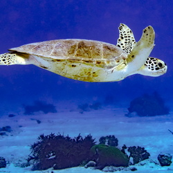 Bonaire 2017