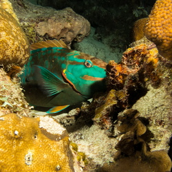 Bonaire 2015