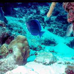 Nikonos Legacy