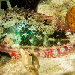 Bonaire 2014