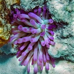 Bonaire 2016