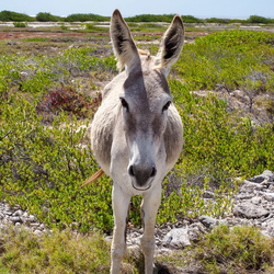 Bonaire 2019